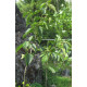 Isolehtipoppeli (Populus lasiocarpa)